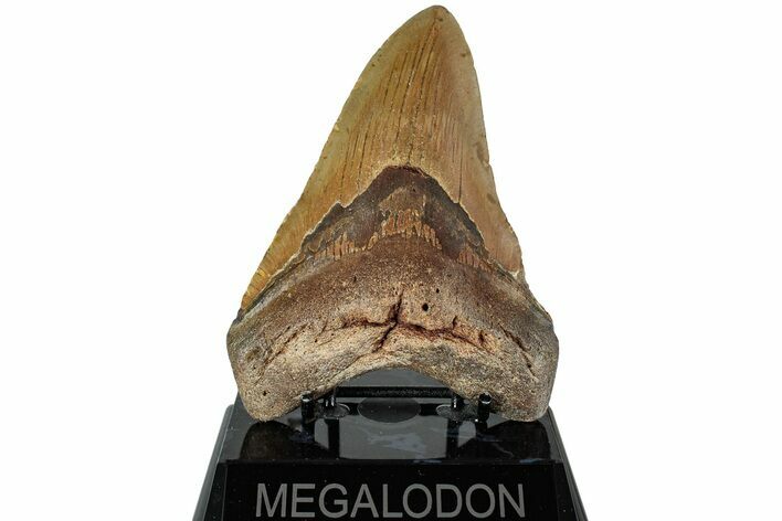 Fossil Megalodon Tooth - North Carolina #226484
